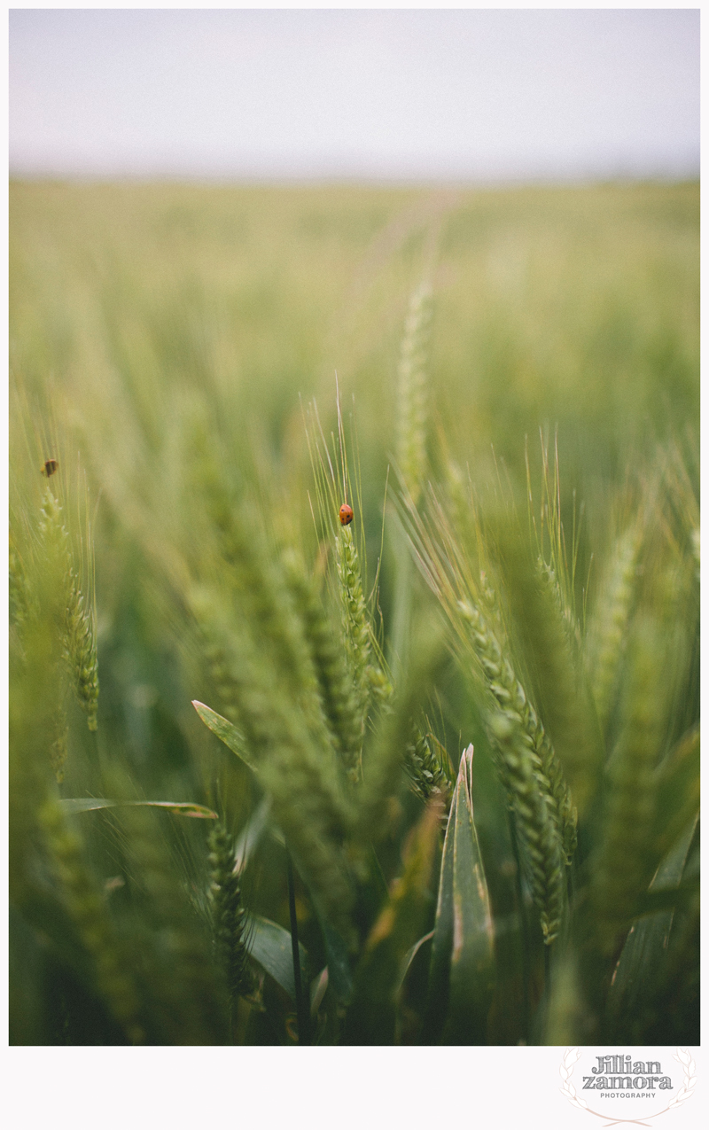 wheat field engagement11