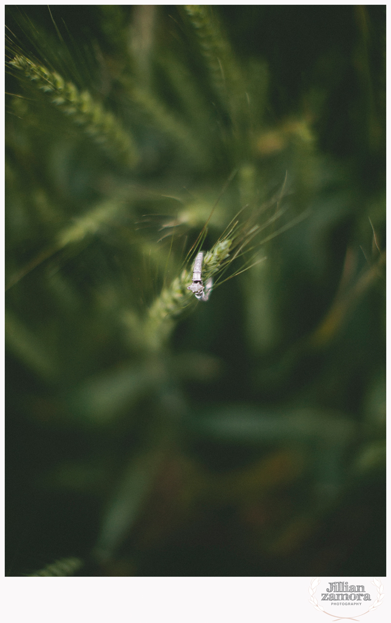 wheat field engagement20