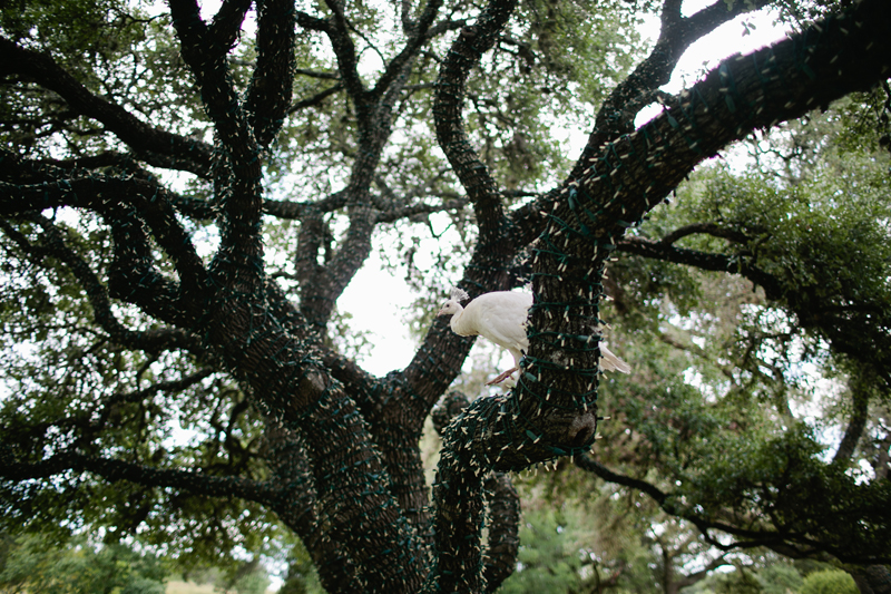 texas hill country wedding _005