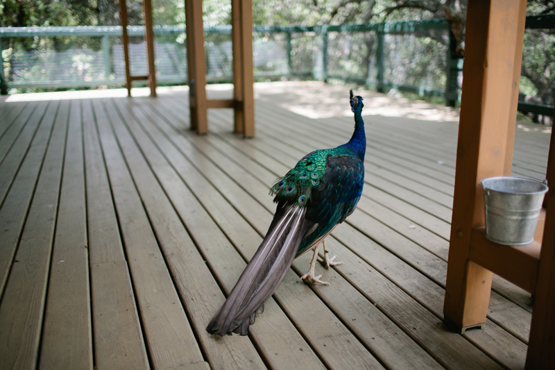 texas hill country wedding _006