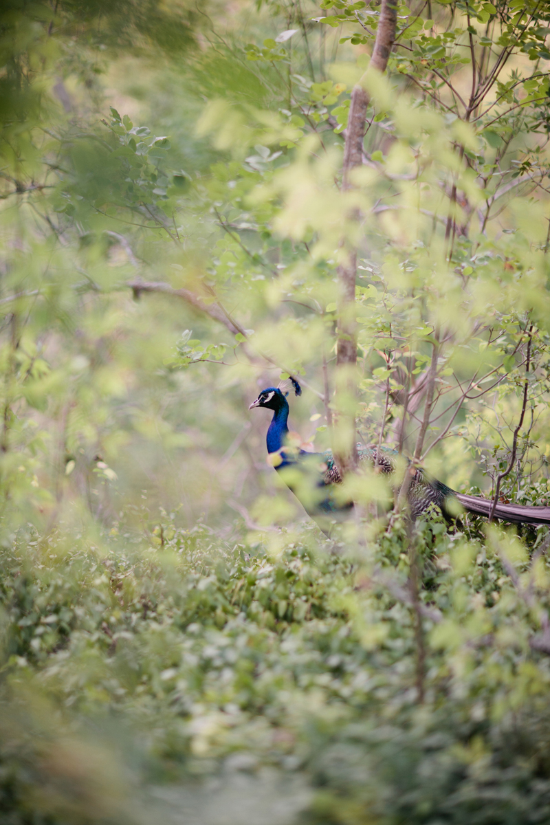 texas hill country wedding _069